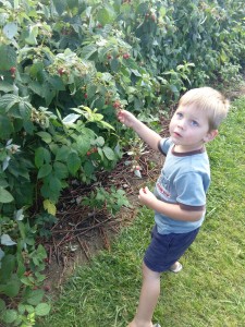 I was surprised how much fun Elijah had picking raspberries. "THAT ONE IS PERFECT!!"